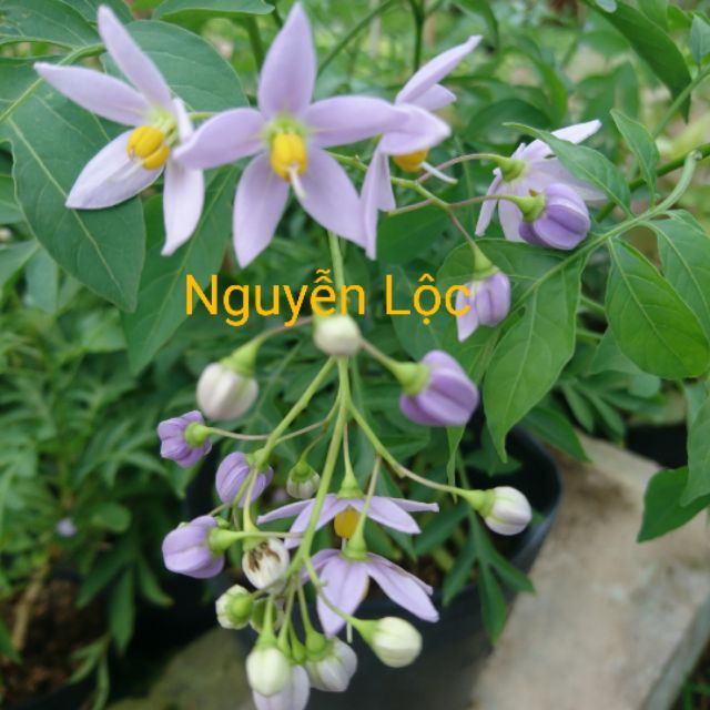 Dây tiêu nương, mặt hàng đang được săn đón, chất lượng sản phẩm đảm bảo và cam kết hàng đúng mô tả