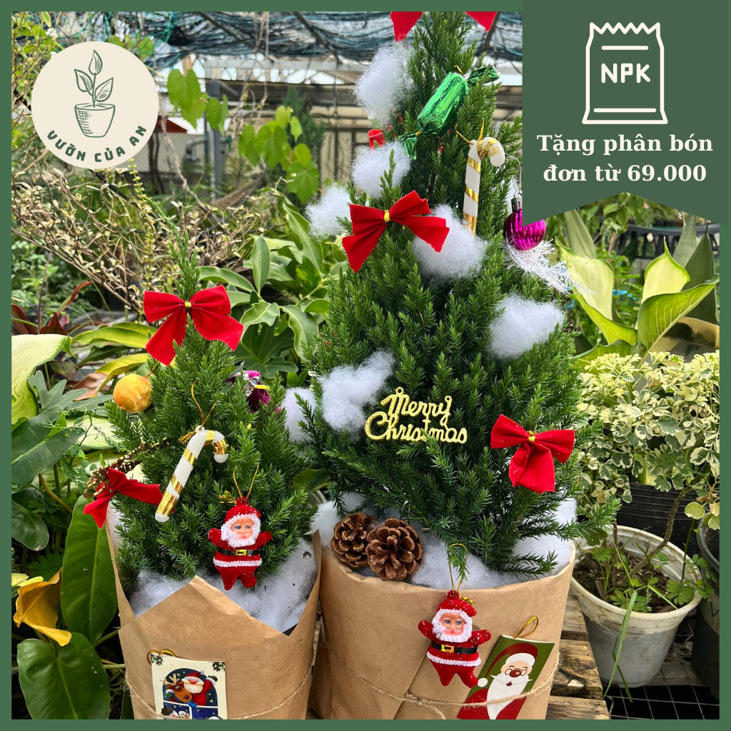 Cây Sơn tùng , cây trang trí giáng sinh Noel, cây thông thật, cây trồng sân vườn, cây trồng trong nhà, Vườn Của An