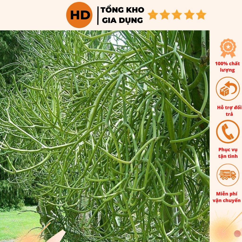 Cành cây giao cây xương cá xông mũi