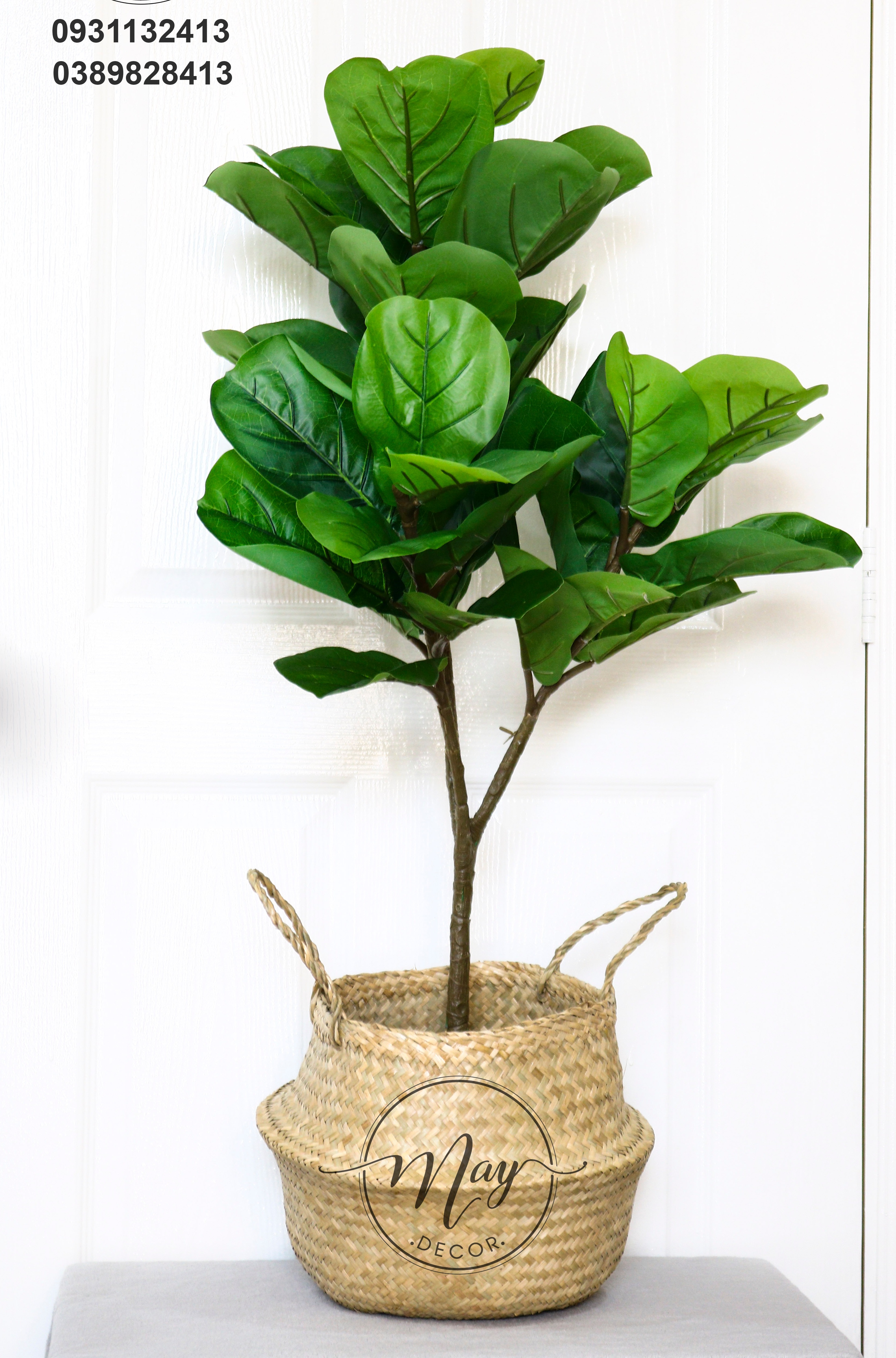 Cây giả- cây bàng Singapore cao cấp cao