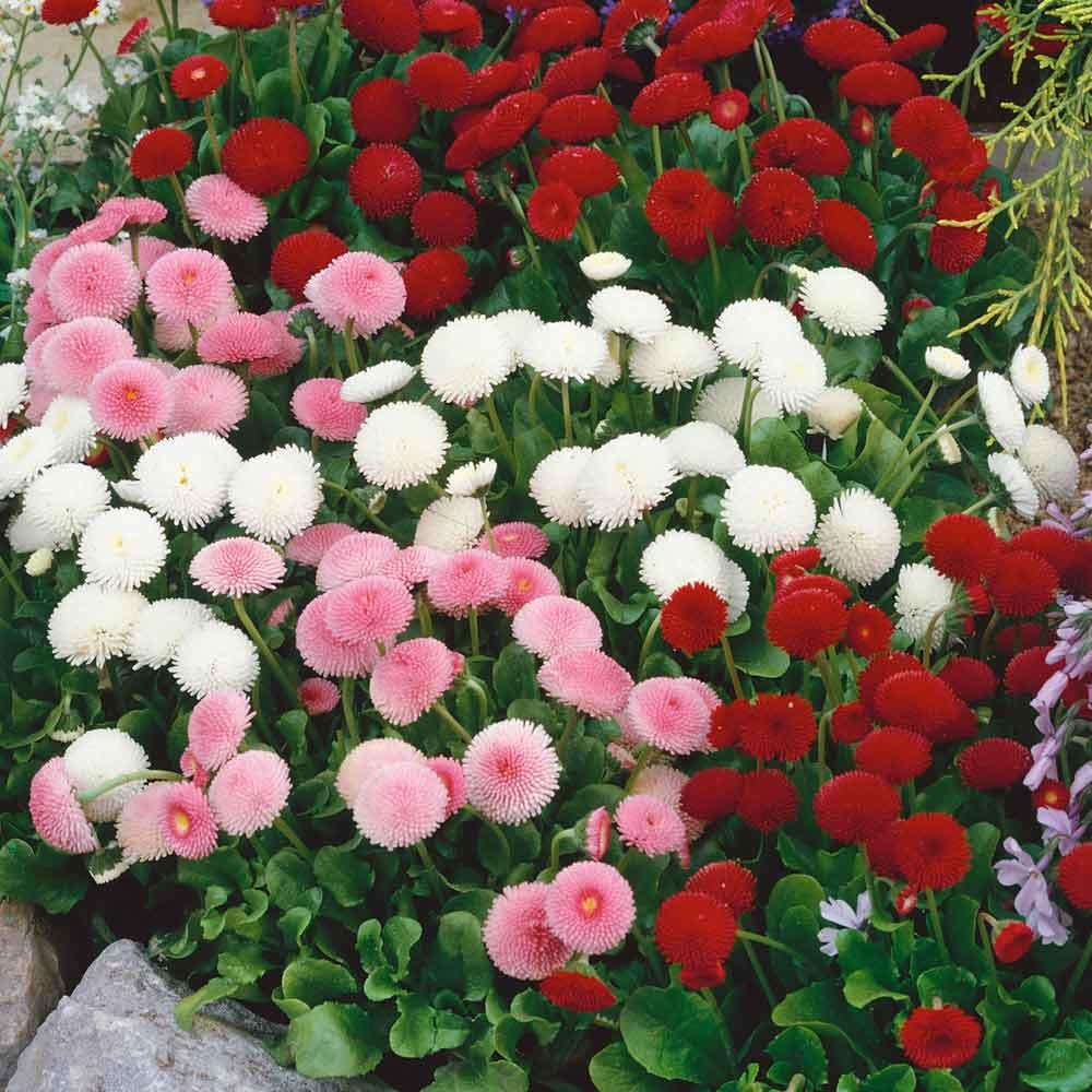 - Hạt giống hoa cúc anh mix giá rẻ