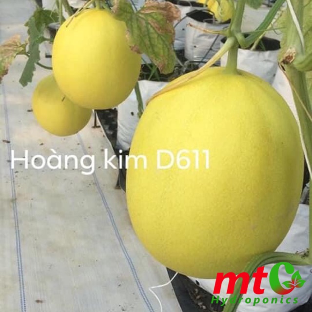 [HCM]Hạt Giống Dưa Hoàng Kim F1 - D611