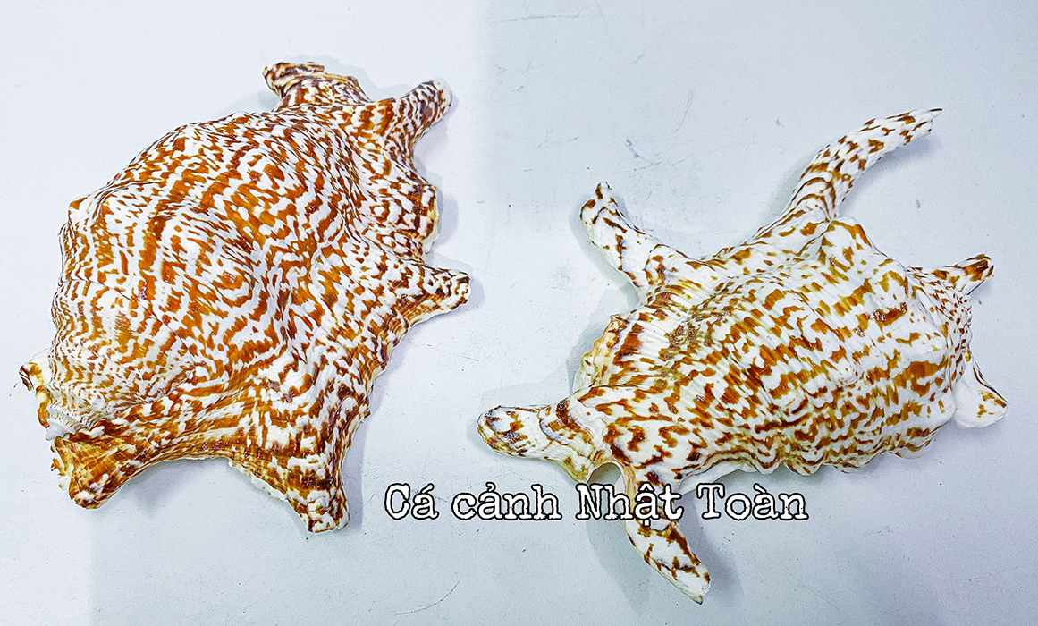 "hoàn tiền đến 10%" vỏ óc, sò trang trí bể cá cảnh size to hơn bàn tay