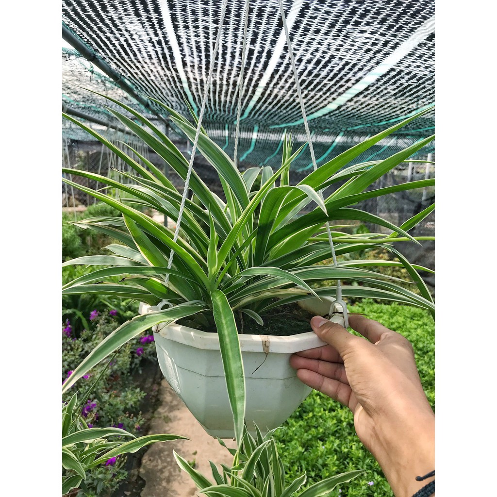 Cây cỏ bạch chỉ, cỏ lan chi chậu treo chiều cao 20cm cây to khỏe sức sống tốt dễ dàng chăm sóc