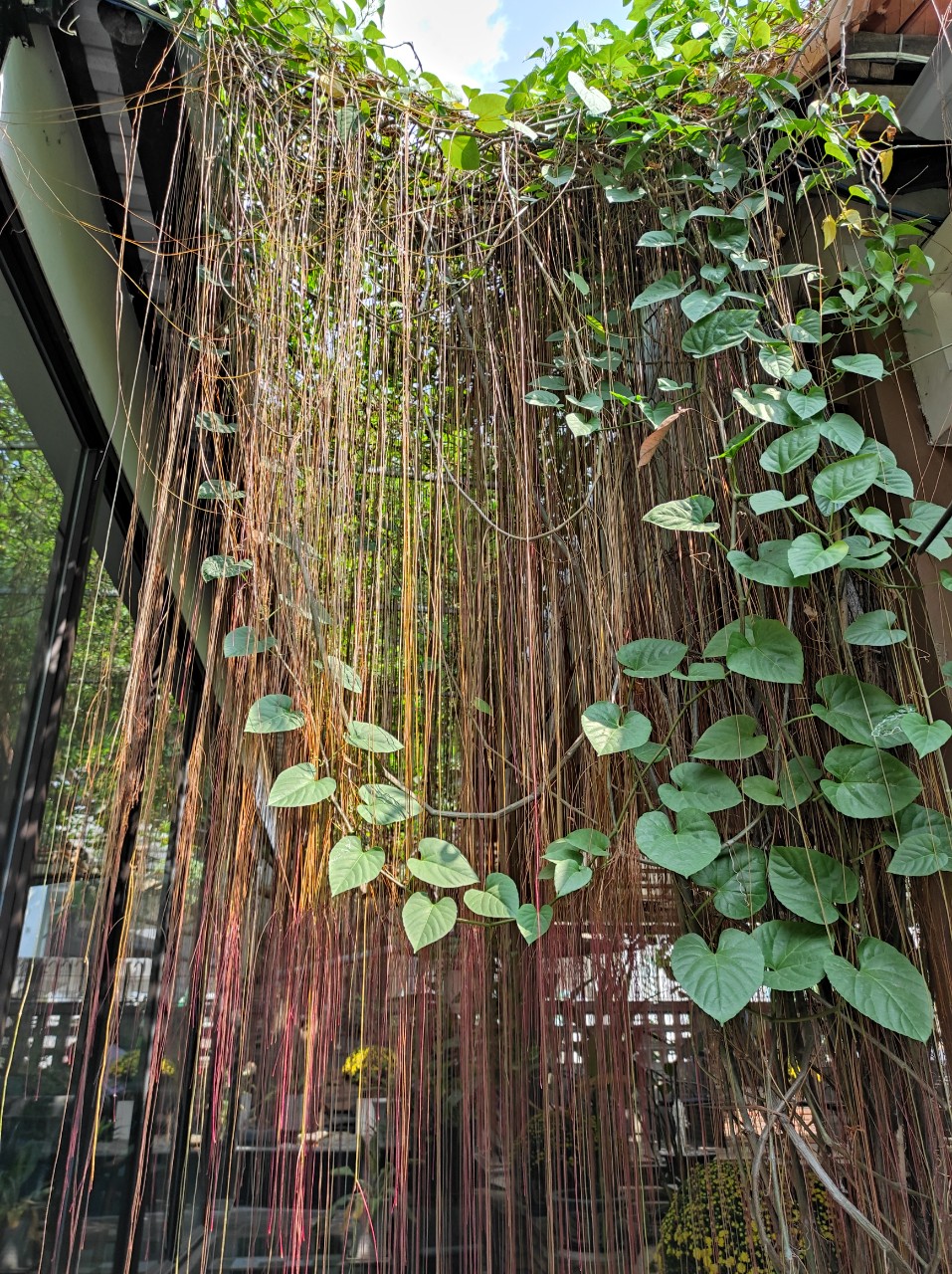 Cây leo trang trí Liêm Hồ Đằng