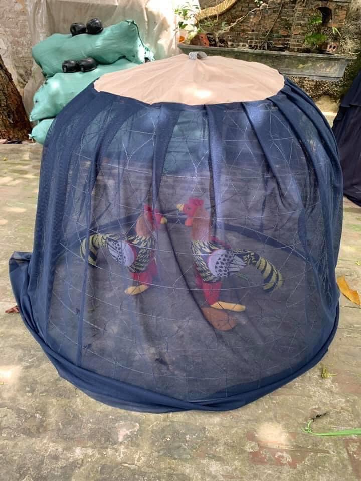 Áo lồng chống muỗi cho gà