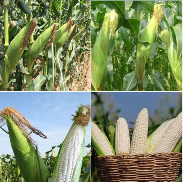 Bộ 3 gói Hạt giống ngô nếp F1 siêu dẻo siêu ngọt - Tặng gói phân bón