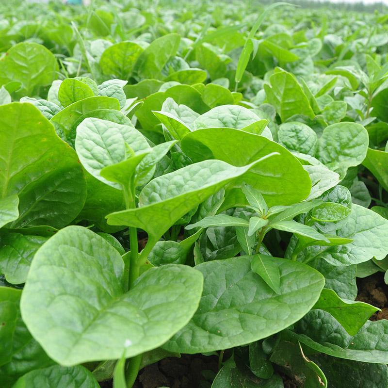 10 gr hạt giống ra mồng tơi cao sản lá to