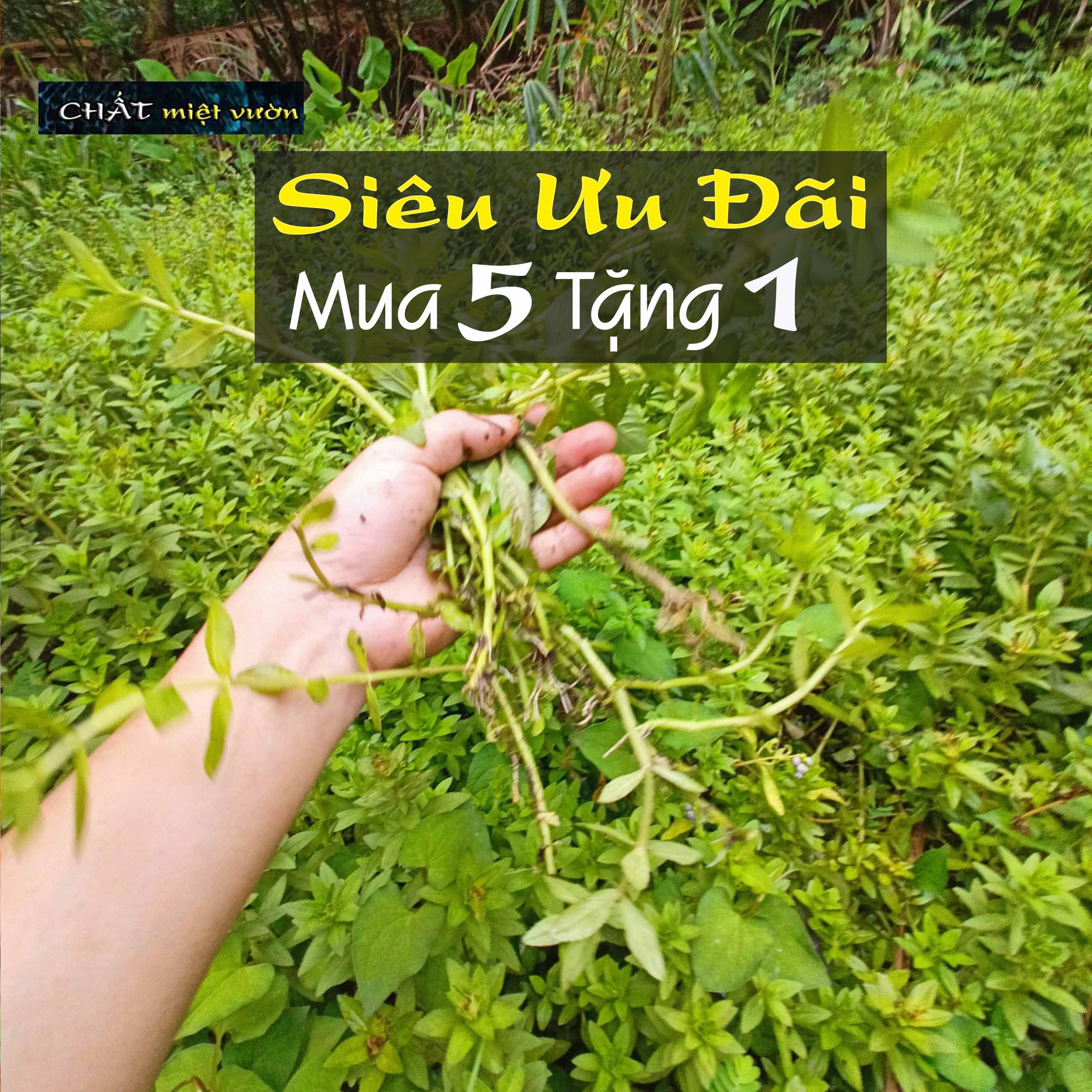 Cây rau ngò om giống - Rau ngổ giống