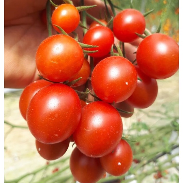 Hạt Giống Cà Chua Chịu Nhiệt Sugar Cherry