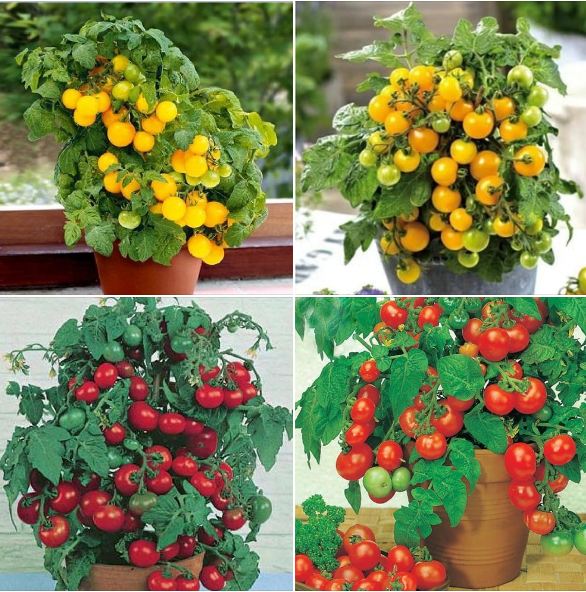 Combo 2 gói cà chua bi lùn (lùn đỏ và lùn vàng ) - tặng gói thuốckích hạt nảy mầm