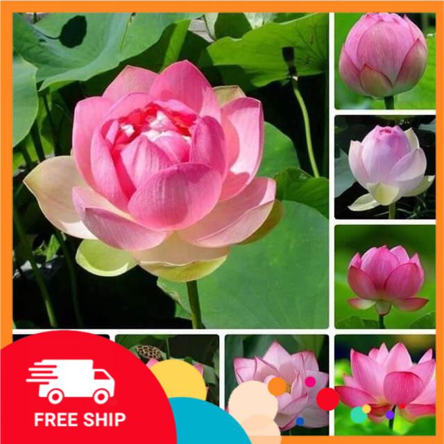 Gói 10 hạt giống sen ta