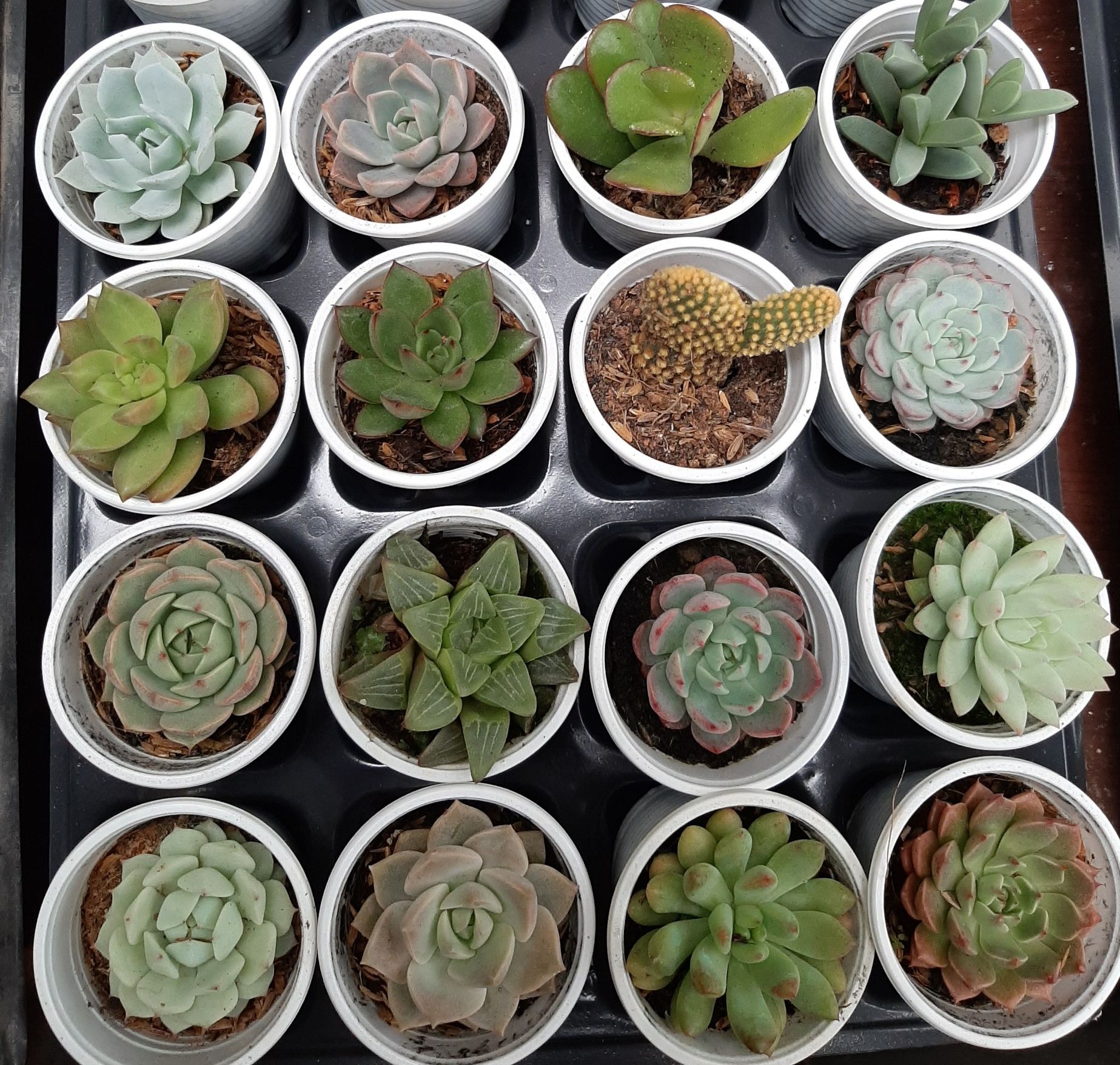 Sen đá cỡ nhỏ ngẫu nhiên