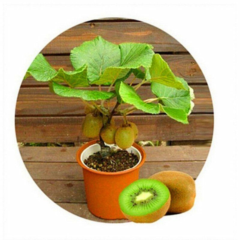 Sale Combo 3 gói Hạt giống kiwi lùn