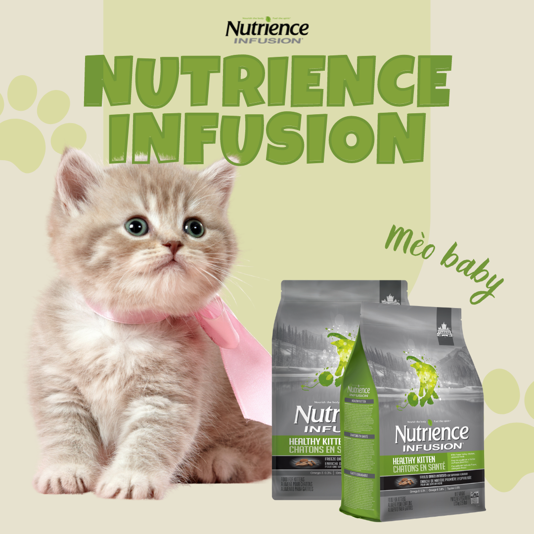 Hạt mèo nutrience kitten cho mèo con