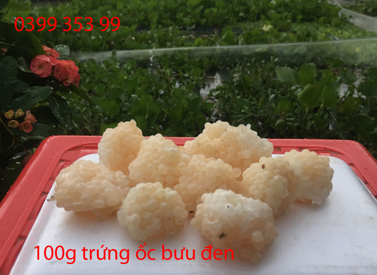 Trứng ốc bưu đen - ốc nhồi (100g)