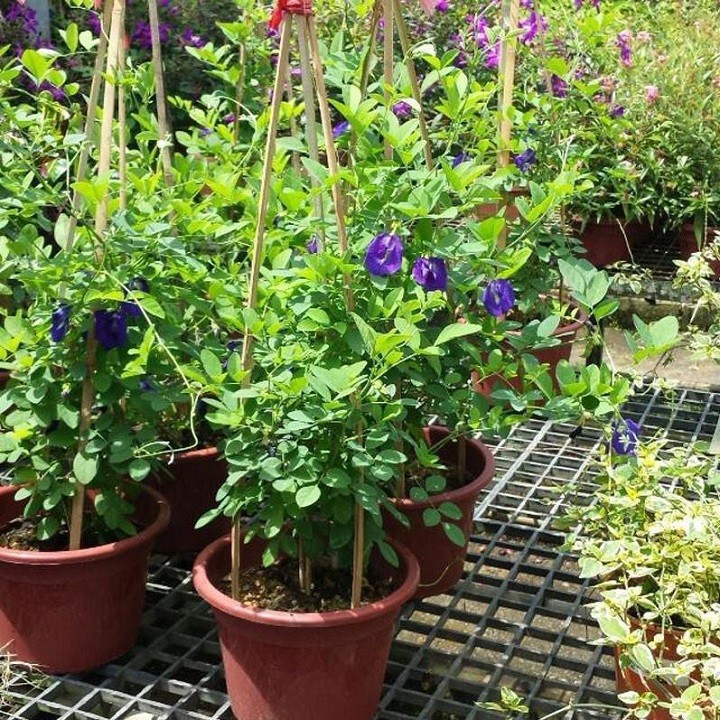 Cây hoa đậu biếc leo giàn cho hoa quanh năm - 565