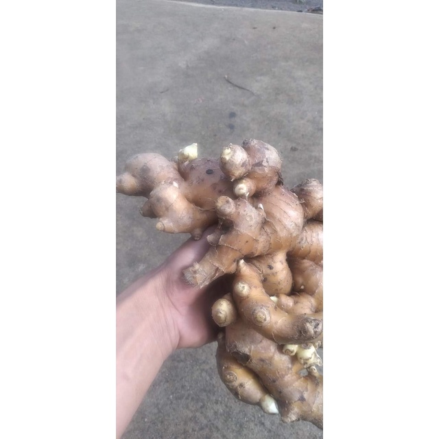 Gừng củ giống _cây giống miền tây nguyên