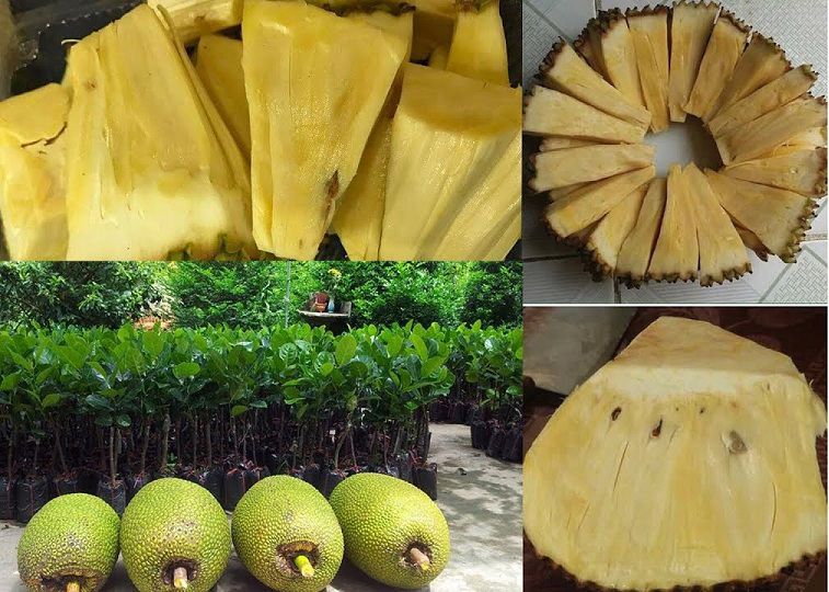 cây giống mít không hạt thái lan - FREE SHIP TỪ 50K