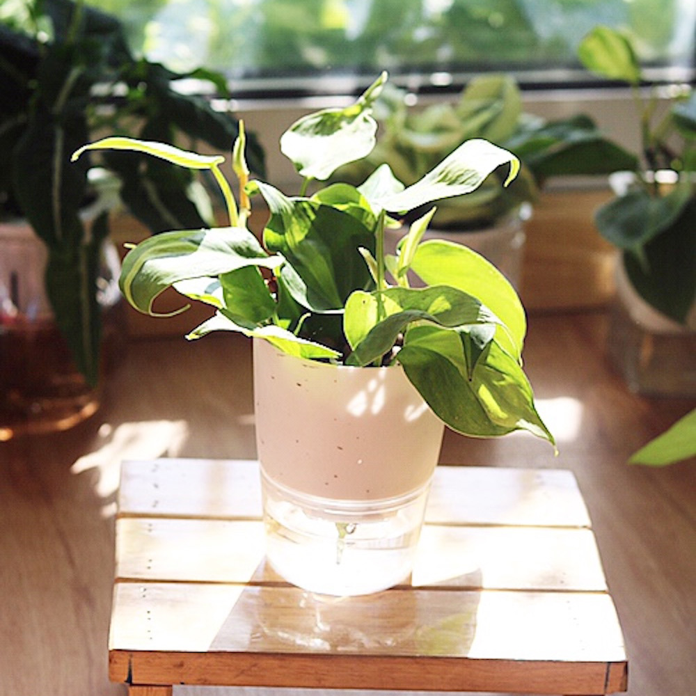 Philodendron hederaceum 'Brasil' trồng thuỷ Canh chậu thông minh 2 tầng