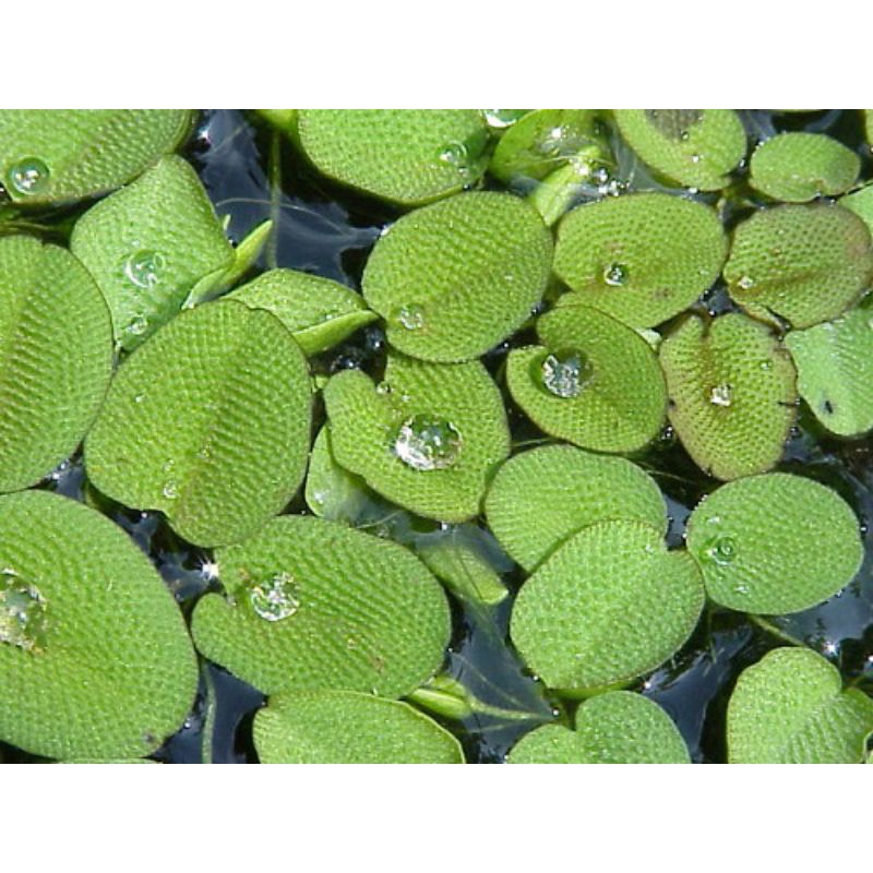 5 khóm bèo vảy ốc size đại