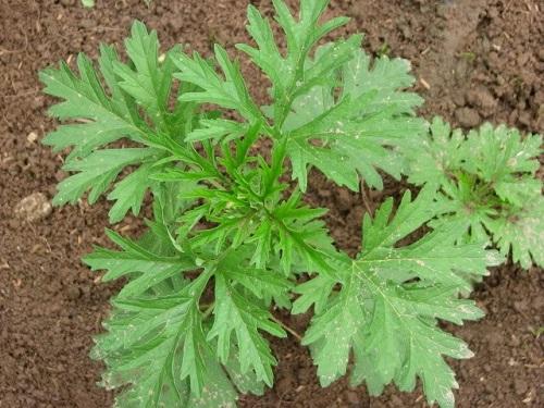 Cây Ngải Cứu - Chậu Rau