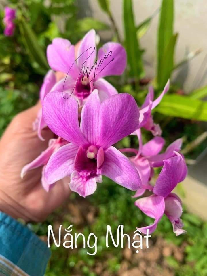 Hoa lan nắng nhật