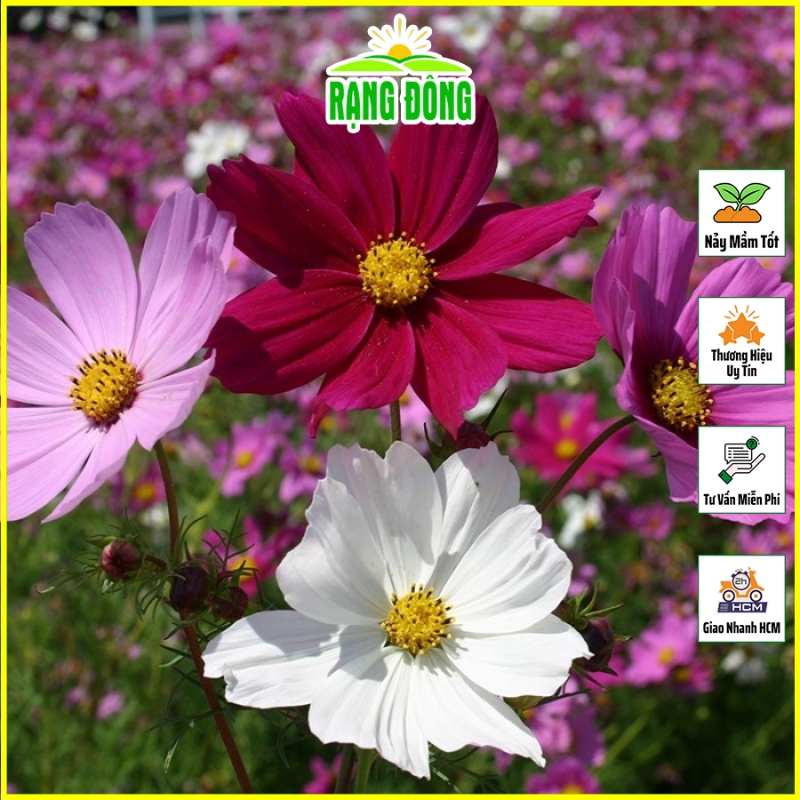 Hạt giống Hoa Cánh Bướm Nhiều Màu (Hoa Sao Nhái) Dễ Trồng, Hoa Ra Liên Tục Thích Hợp Trồng Chậu - Hạt giống Rạng Đông