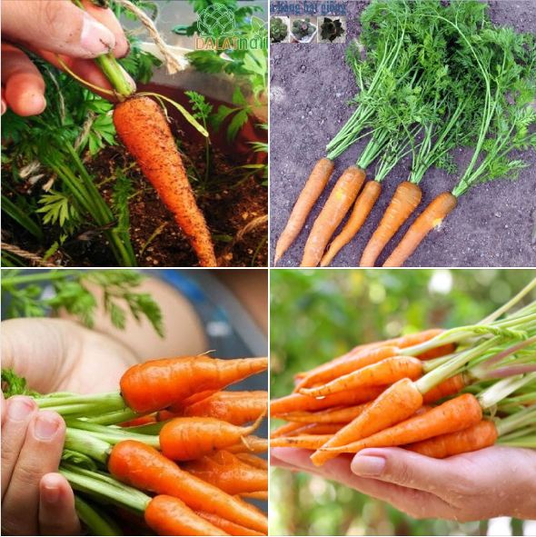 Túi 100 Hạt giống củ cà rốt mini