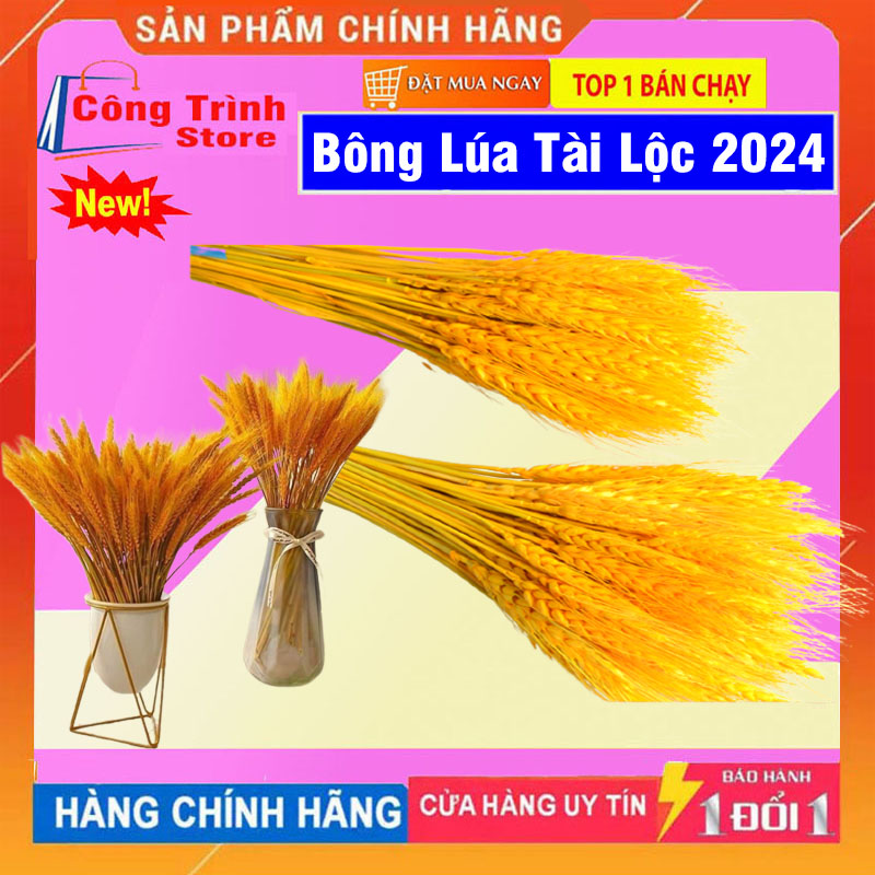 Bông Lúa Mạch Trang Trí, Bông Lúa Vàng Tài Lộc, Bó Lúa Mạch (Bó 100 Cành)Bông lúa vàng sấy khô cắm bình hoa tết 2024 NBH Công Trình Store