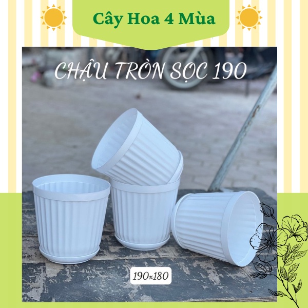 5 Chậu nhựa trồng cây tròn sọc 190 kèm đĩa lót