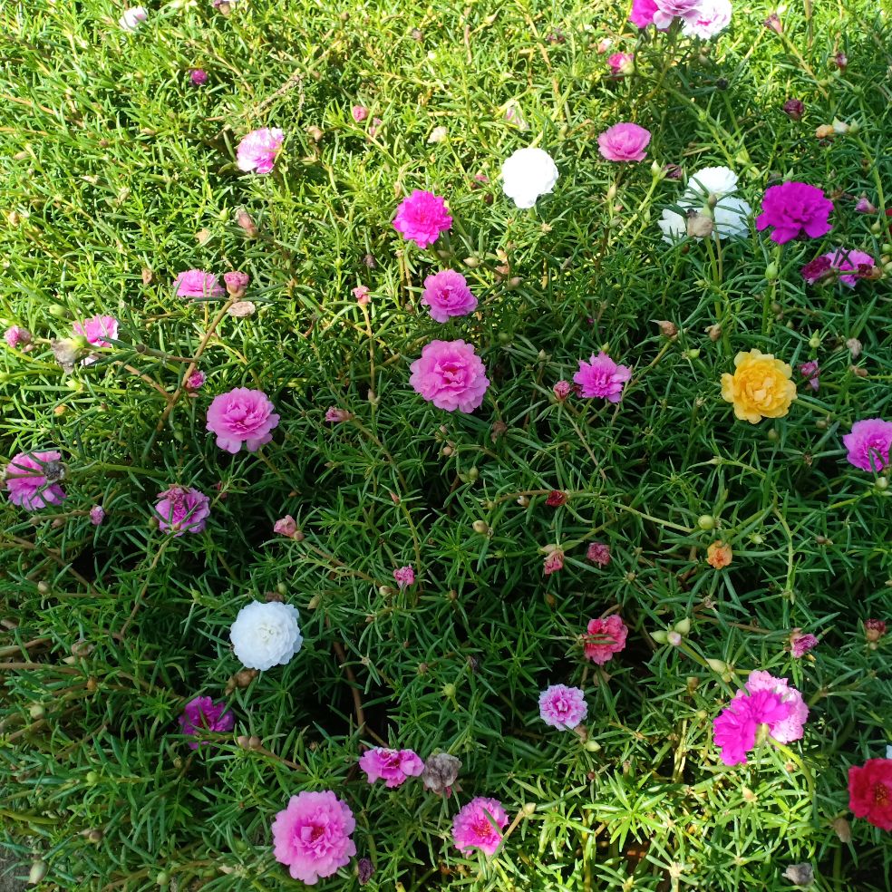 Cành Hoa mười giờ giống kép đủ màu ( 1 ký)