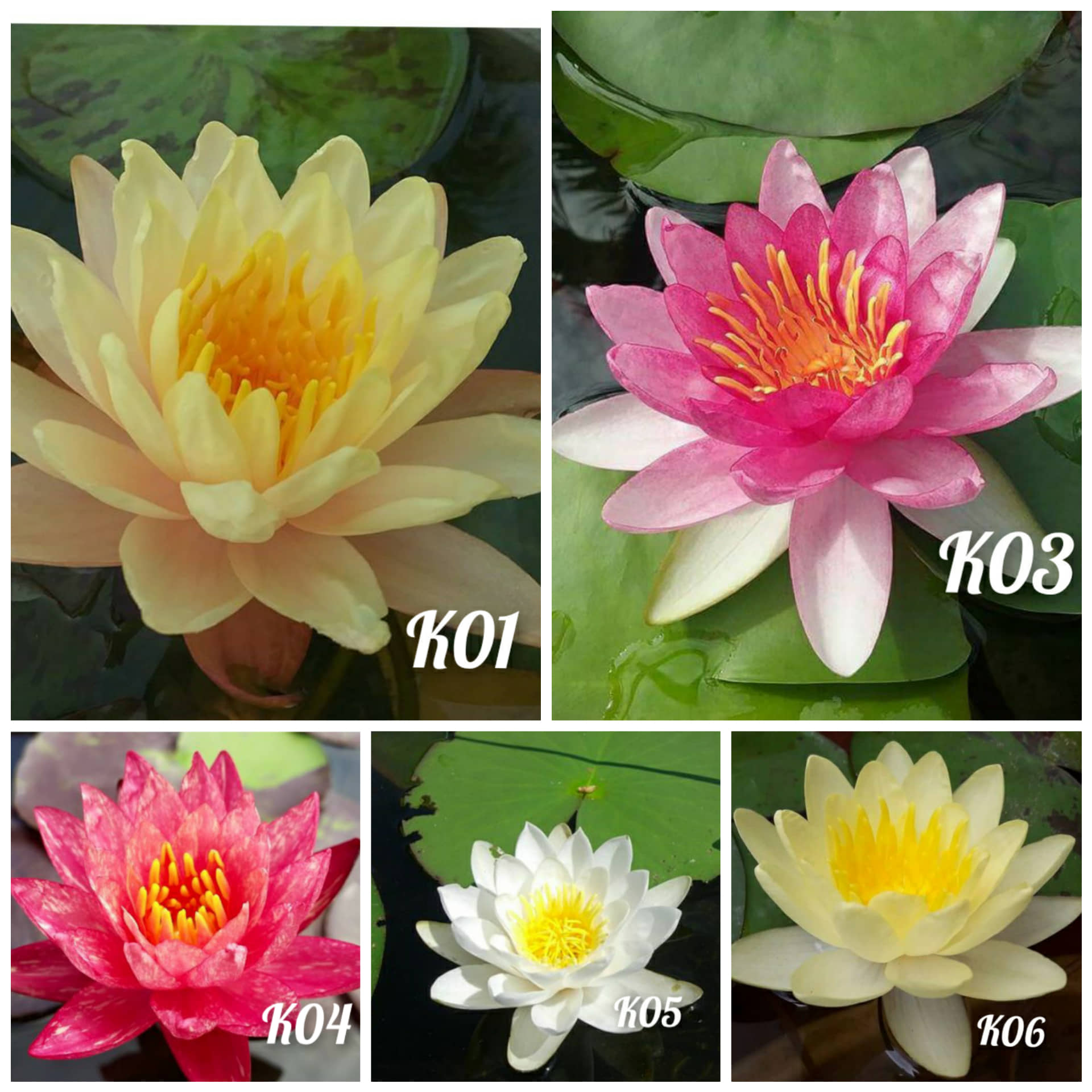 ( Chỉ gưi miền bắc-trung ) Set 5 củ hoa súng kép 5 màu.