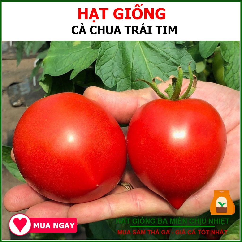 Hạt giống cà chua trái tim đỏ 0.1gr