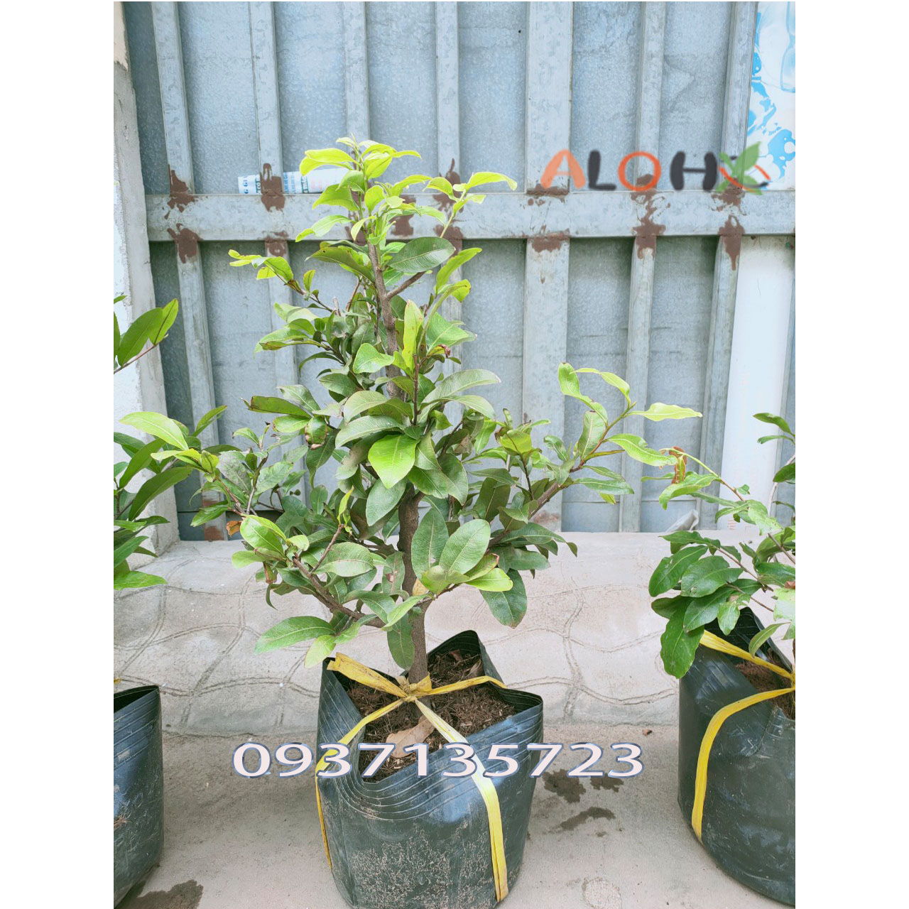 [HCM]CÂY MAI VÀNG -[CÂY TRUNG]