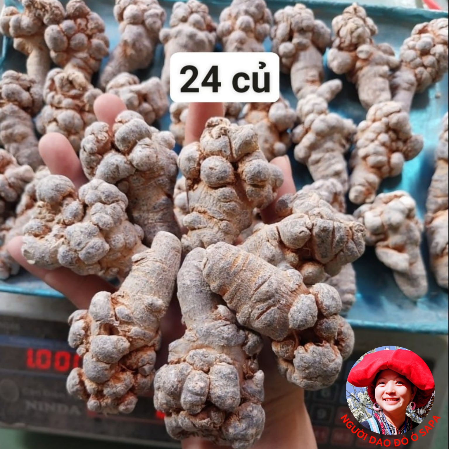 Củ Tam thất bắc hoang rừng Tây Bắc loại hiếm siêu thượng hạng củ khô 24 củ/kg, hàng chọn loại 1, củ nạc già, nhiều năm tuổi