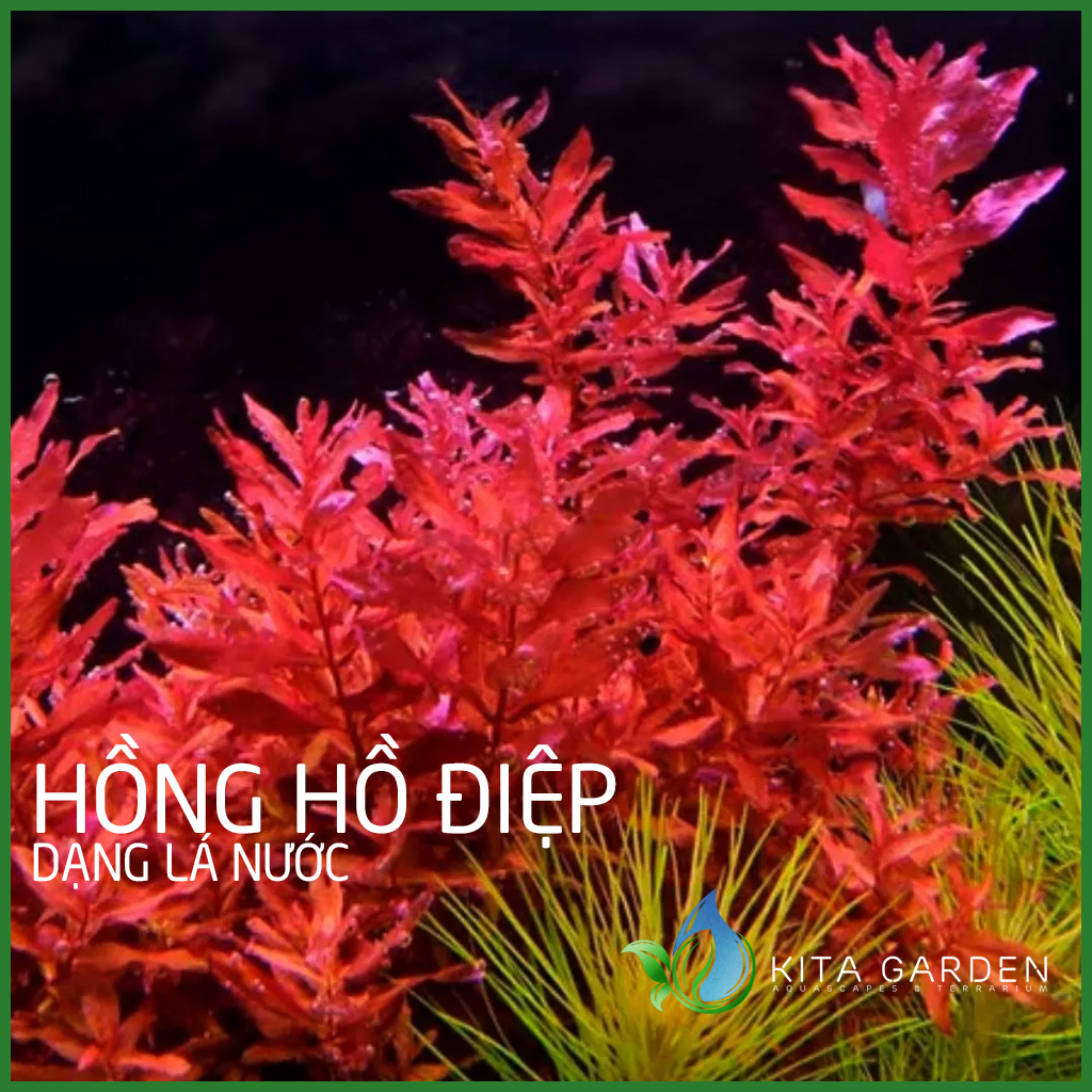 Đại hồng hồ điệp | cây thuỷ sinh - cây thủy sinh dễ trồng - cây dạng cạn