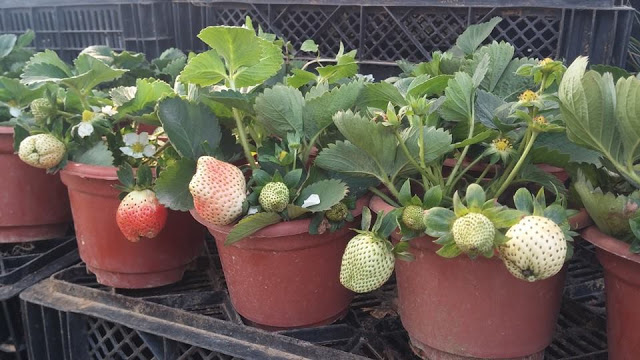 6 Cây giống dâu tây sai quả chịu nhiệt trồng 2 tháng cho hoa