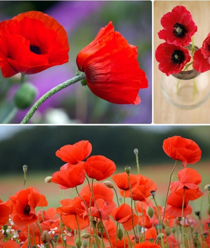 Hạt giống hoa Poppy cao cây