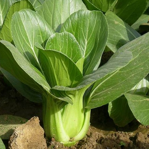 [HCM]20g Hạt Giống Rau Cải Thìa Dễ Trồng Năng Suất