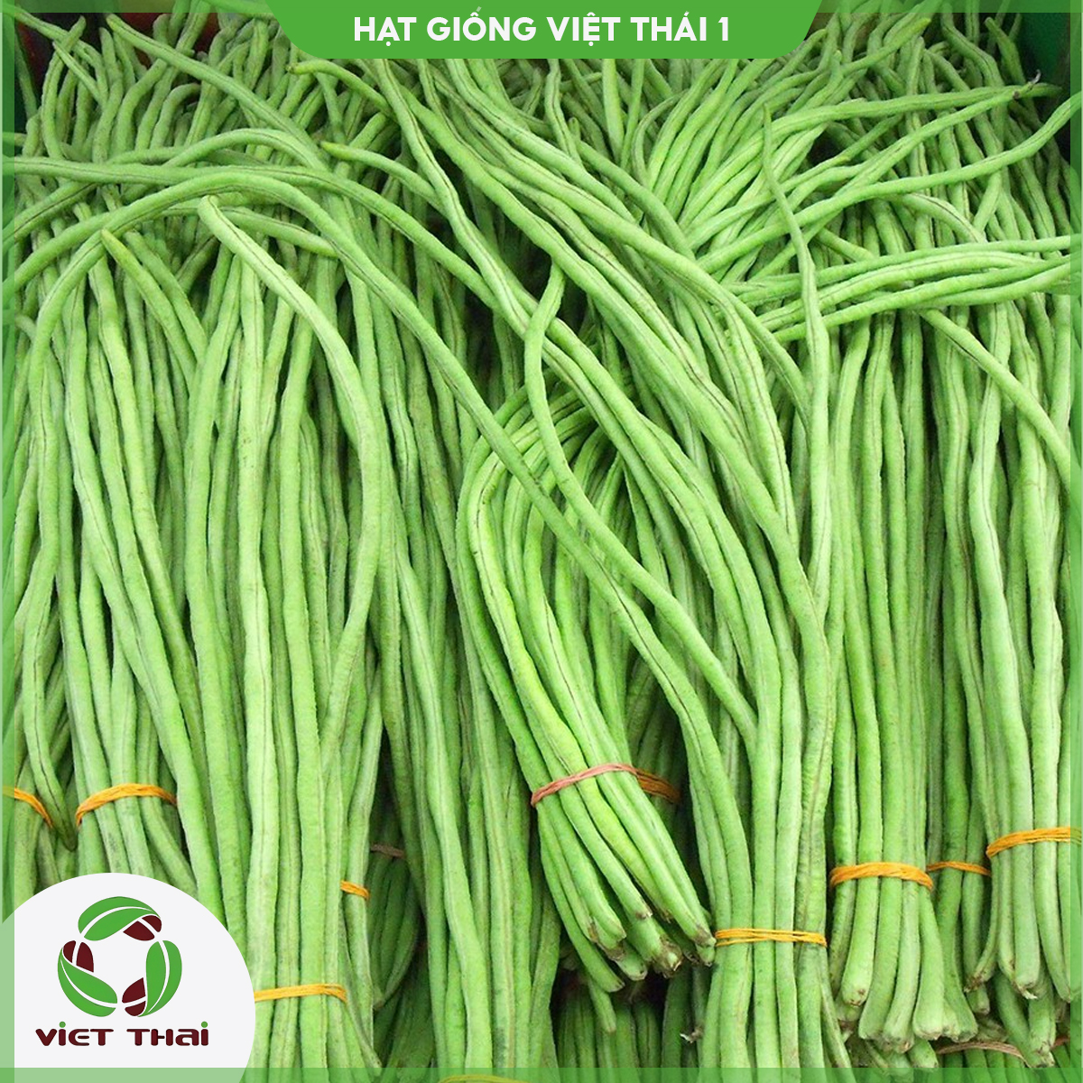 Hạt giống đậu đũa hạt đen trái xanh tn - hgvt1