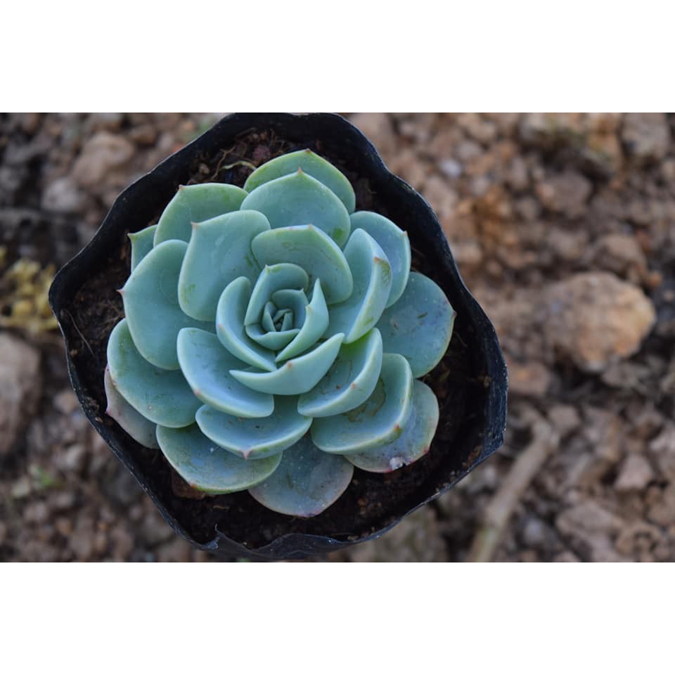 Sen đá sen đất, chất lượng đảm bảo an toàn đến sức khỏe người sử dụng, cam kết hàng đúng mô tả