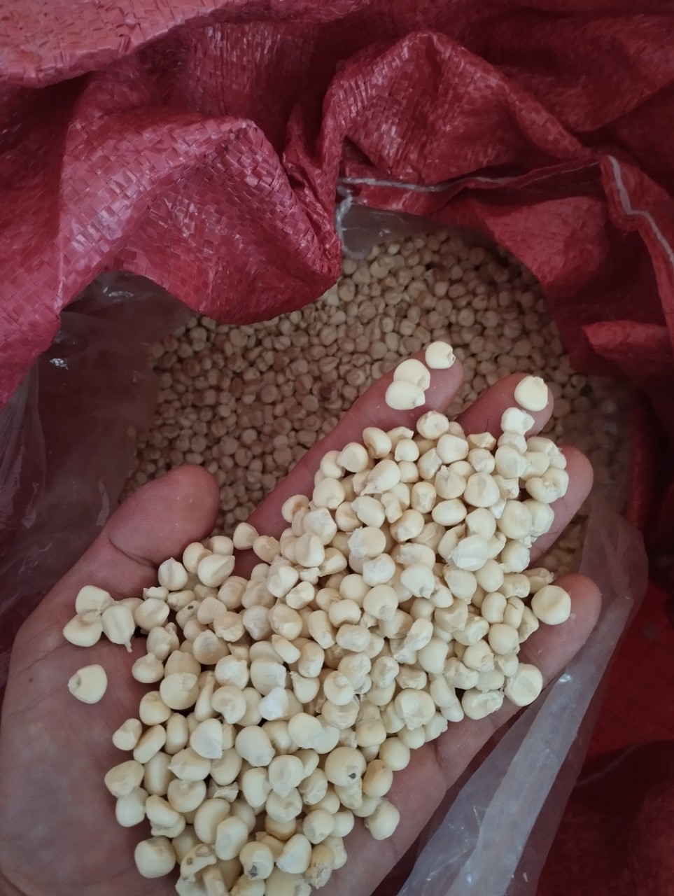 1kg bắp nếp hạt khô nguyên hạt làm xôi bắp , bắp hầm, bắp giã, sữa bắp nếp, chè bắp nếp thơm ngon 🌽 nongsantinphat