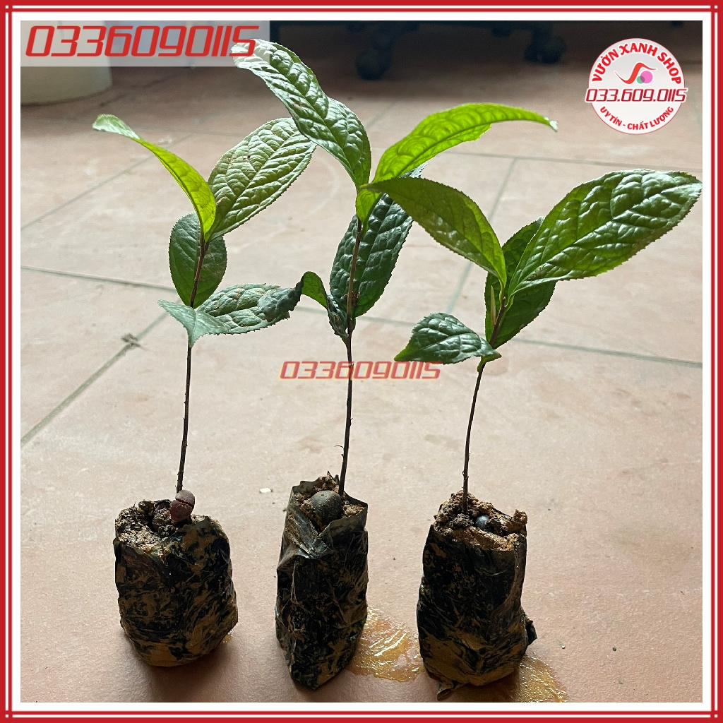 3 Cây chè trà hoa vàng trồng từ hạt
