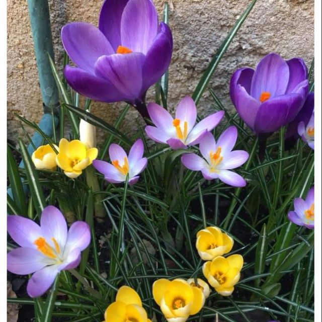 1 Củ hoa nghệ tây _ saffron