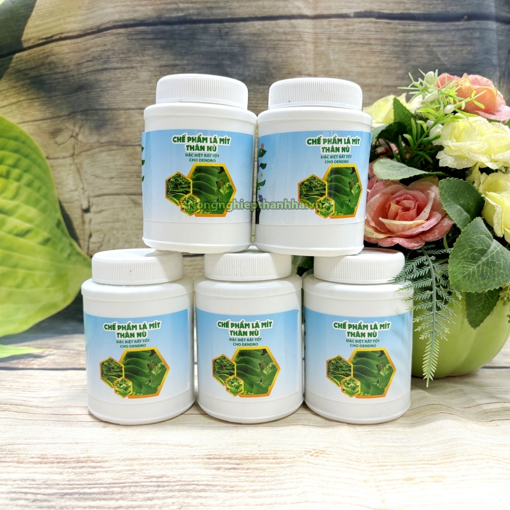 Chế phẩm lá mít thân nù dưỡng to dày lá - T154