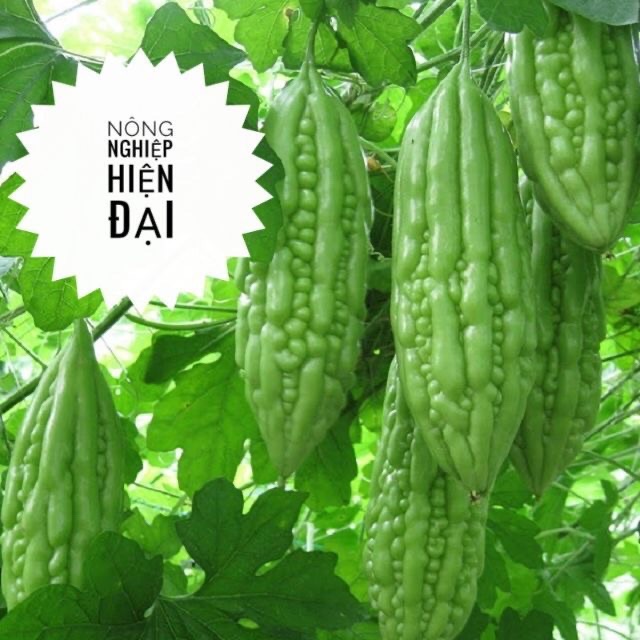 Hạt giống khổ qua f1