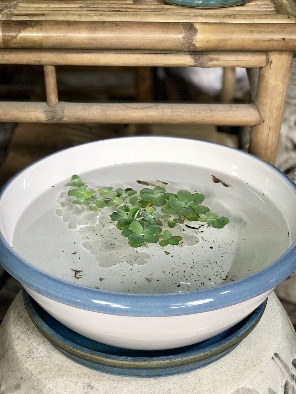 [HCM]Thau, chậu nuôi cá bằng sứ trắng