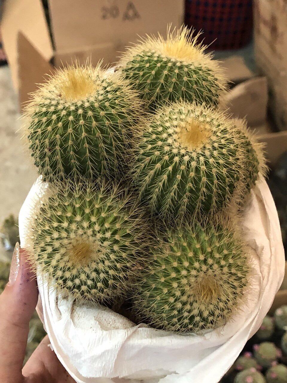 Xương rồng huỳnh kim vàng chùm to