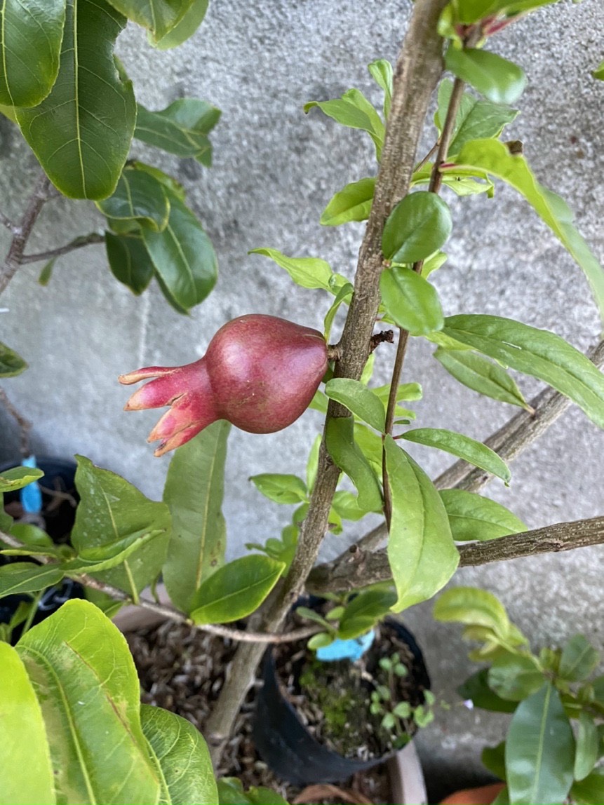 Cây Lựu đỏ lùn Ấn Độ siêu trái